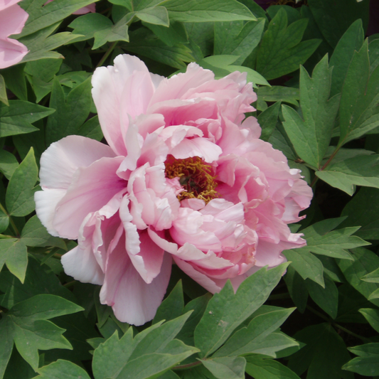 Peony Flower Seeds