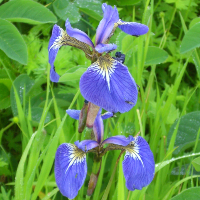 Iris Setosa Flower Seeds