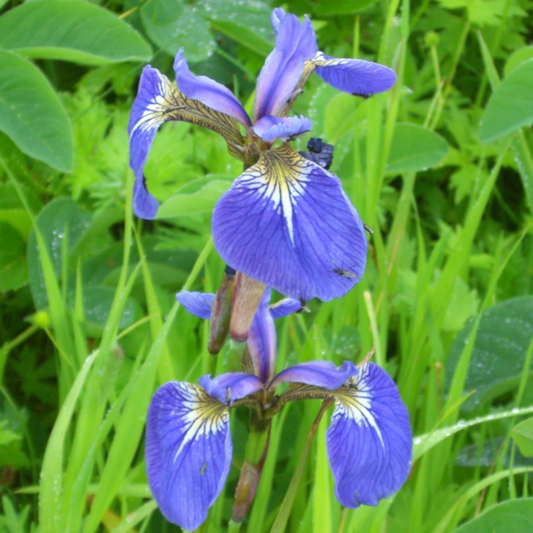 Iris Setosa Flower Seeds