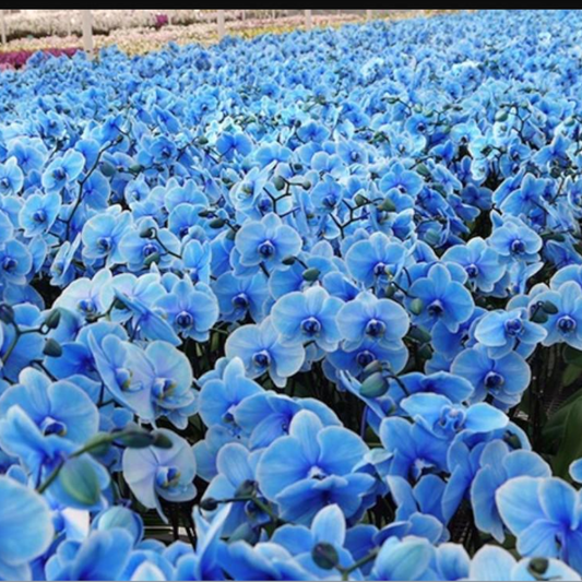 Blue Butterfly Flower
