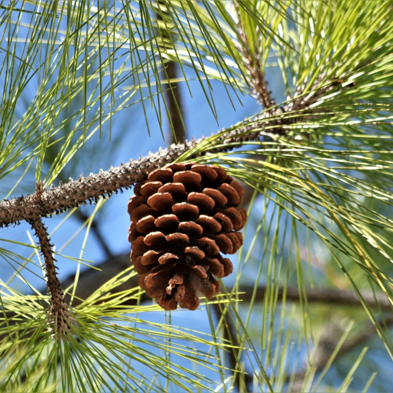 Pine Tree Seeds