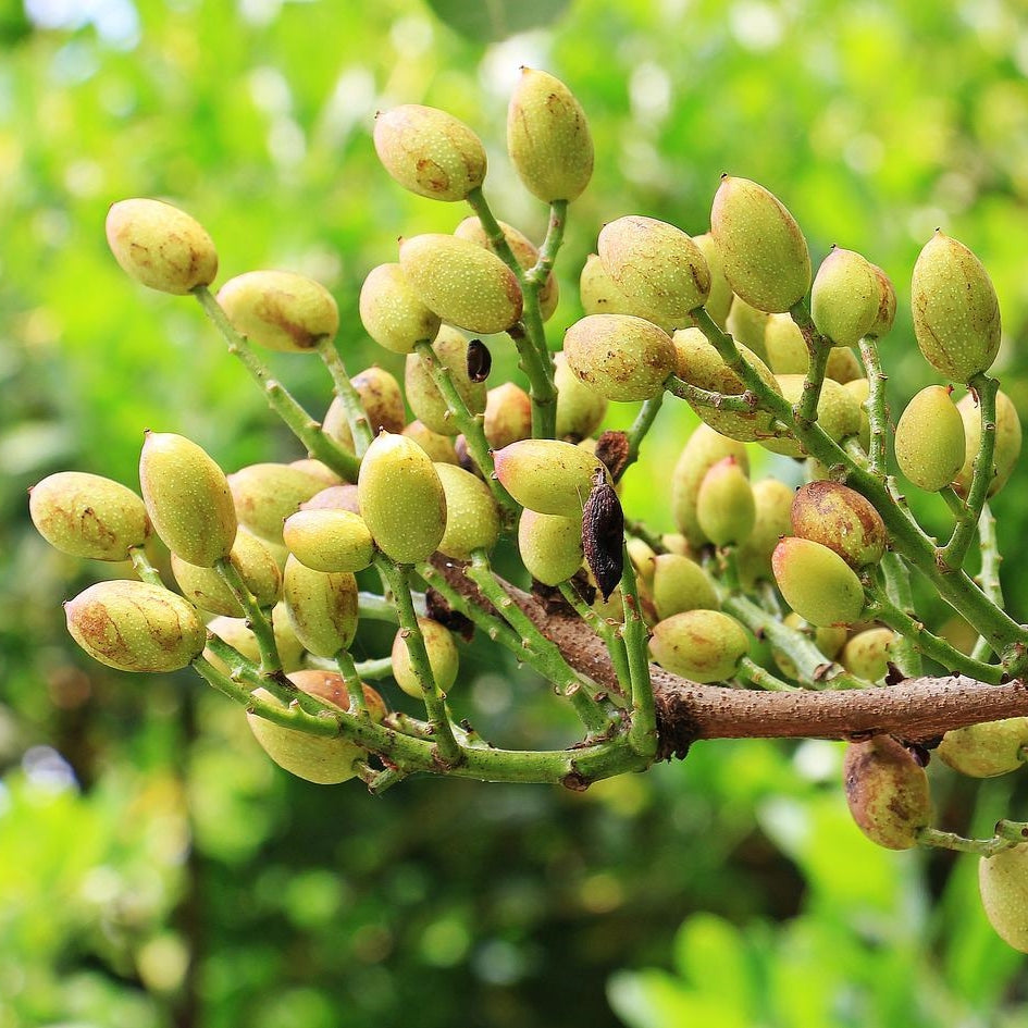 Organic Pistachio Tree Seeds, Non-GMO