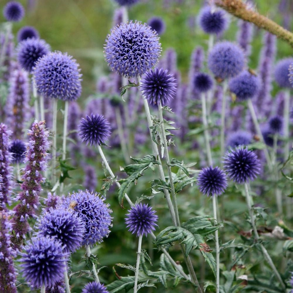 Globe Thistle Blue Flower Seeds (Echinops Ritro)