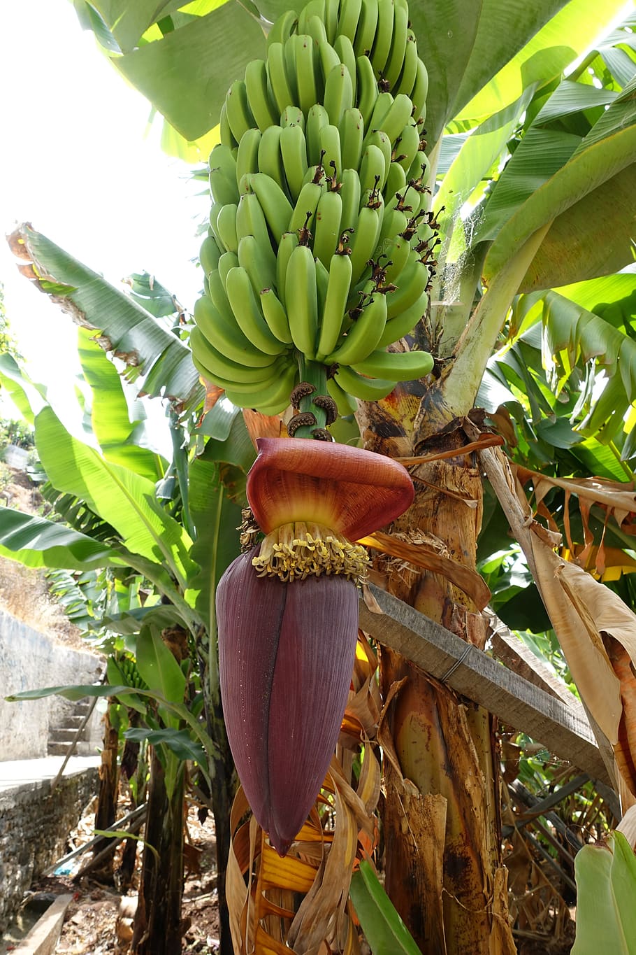 30Pcs Banana Plant Seeds