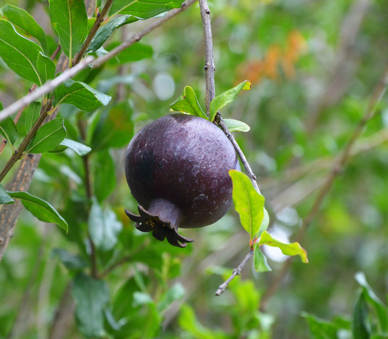 Black Pomegranate Seeds