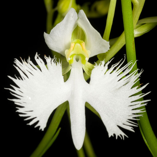 Rare Japanese Radiata White Egret Orchid Bonsai Plant