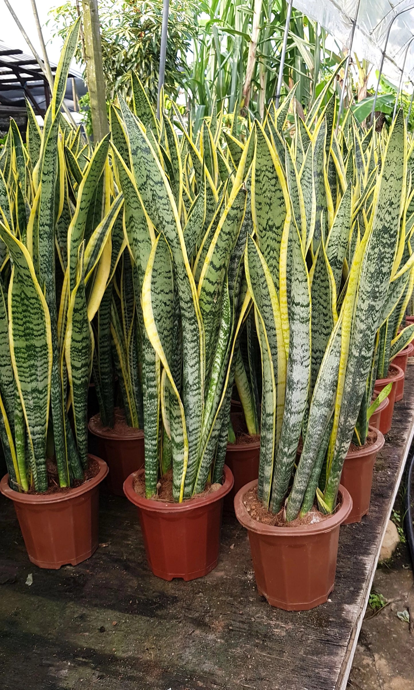 Snake Plant Seeds (Sansevieria trifasciata)