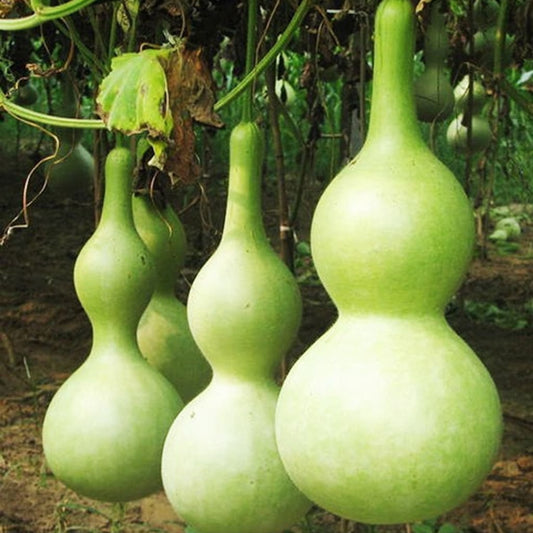 30Pcs Bottle Gourd Calabash Seeds