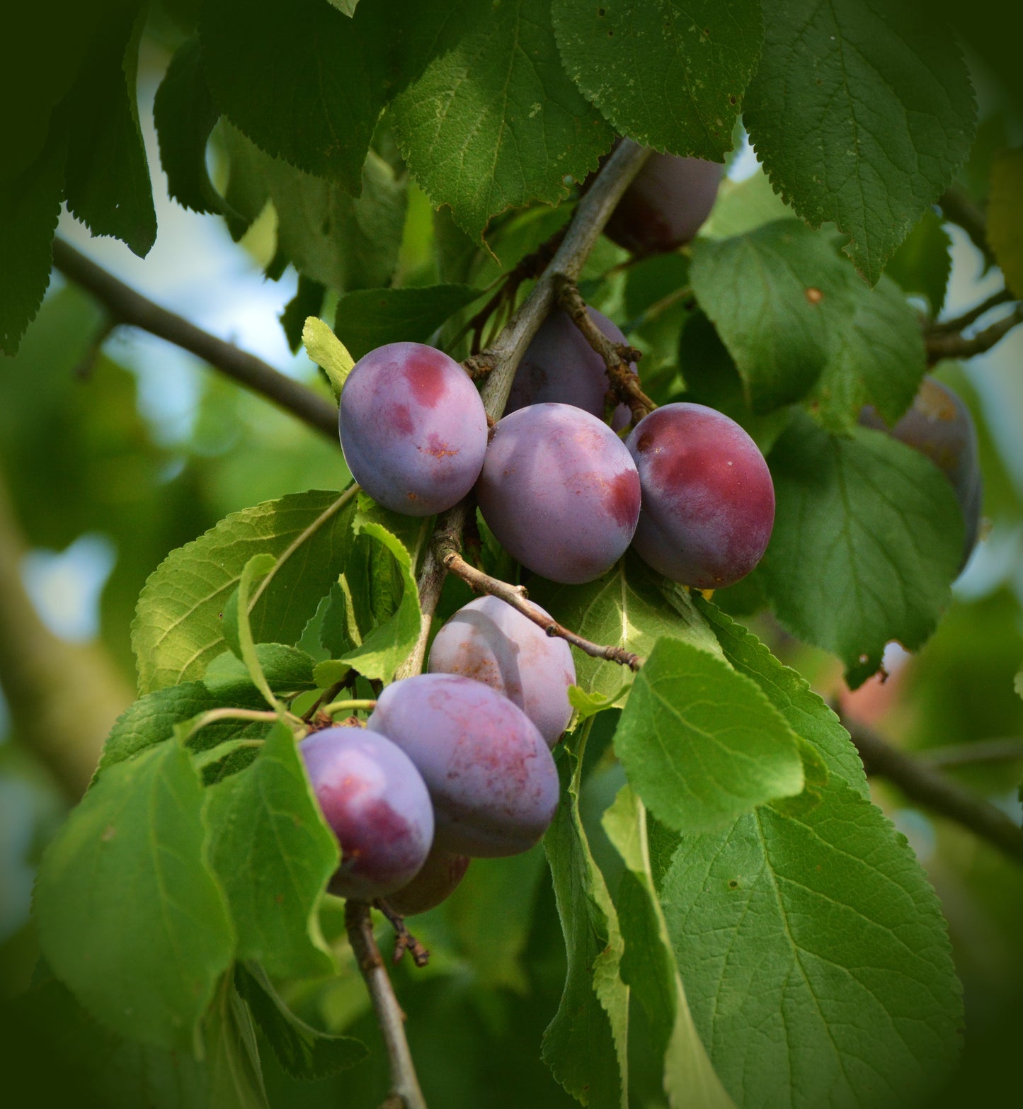10Pcs Plum Tree Seeds, Fruit Tree, Easy To Grow