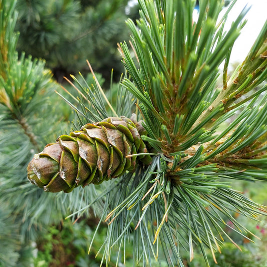 Pine Tree Seeds